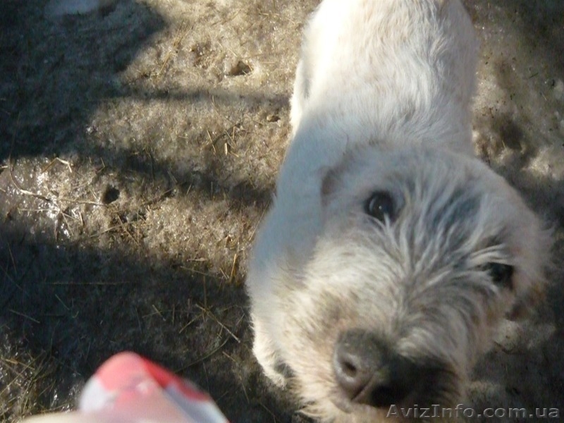 подарю взрослых дворняг-охранников - <ro>Изображение</ro><ru>Изображение</ru> #5, <ru>Объявление</ru> #830550