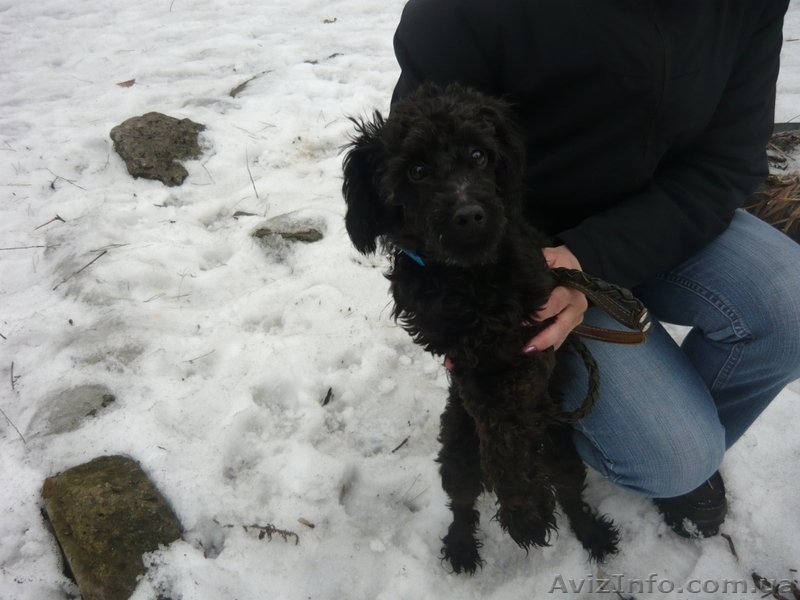 пудель ищет дом - <ro>Изображение</ro><ru>Изображение</ru> #5, <ru>Объявление</ru> #830542