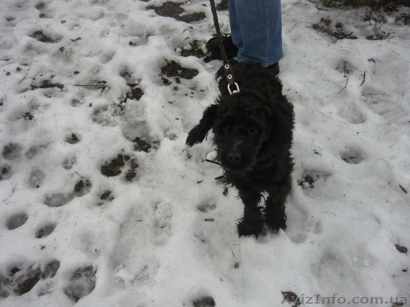 пудель ищет дом - <ro>Изображение</ro><ru>Изображение</ru> #6, <ru>Объявление</ru> #830542