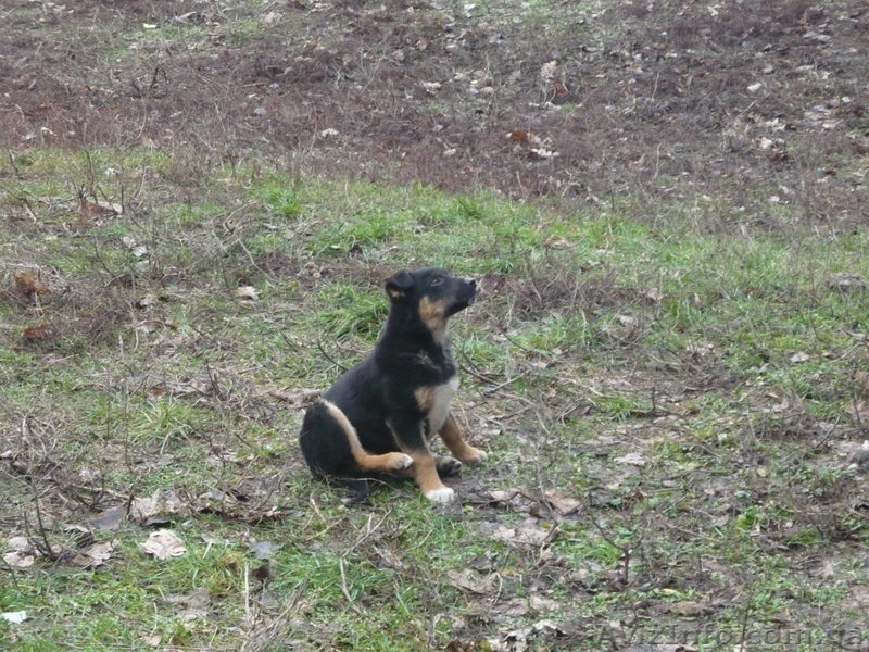 подарю щенков дворняжек - <ro>Изображение</ro><ru>Изображение</ru> #1, <ru>Объявление</ru> #830547