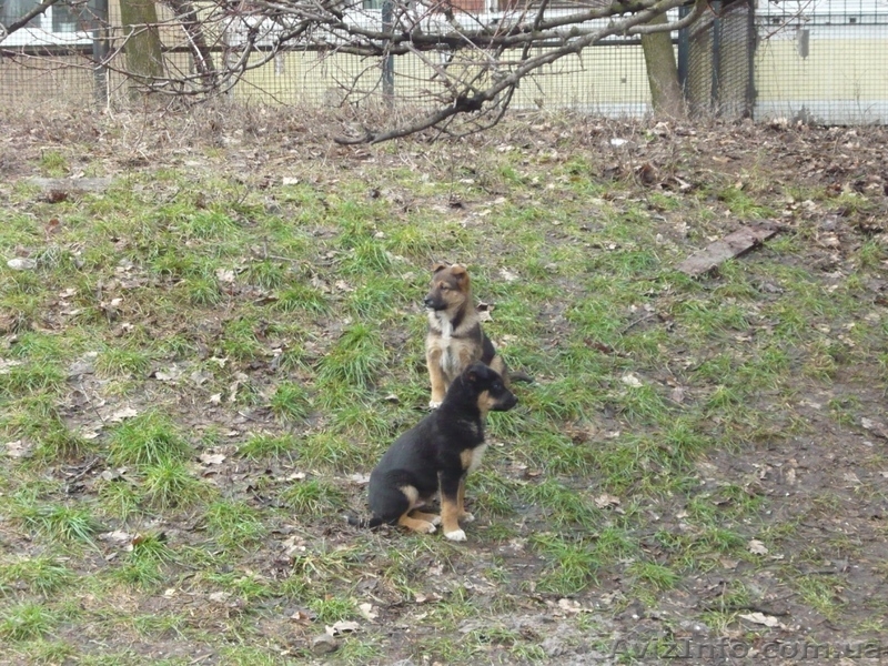 подарю щенков дворняжек - <ro>Изображение</ro><ru>Изображение</ru> #2, <ru>Объявление</ru> #830547