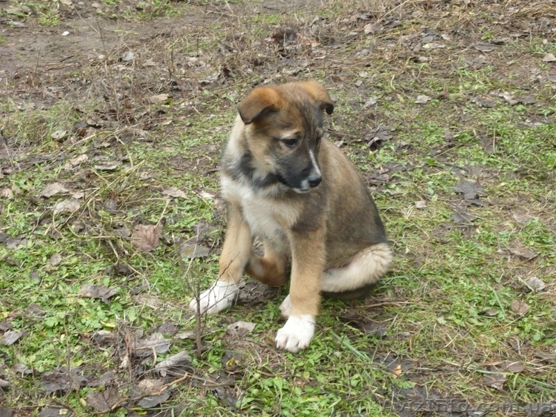 подарю щенков дворняжек - <ro>Изображение</ro><ru>Изображение</ru> #6, <ru>Объявление</ru> #830547