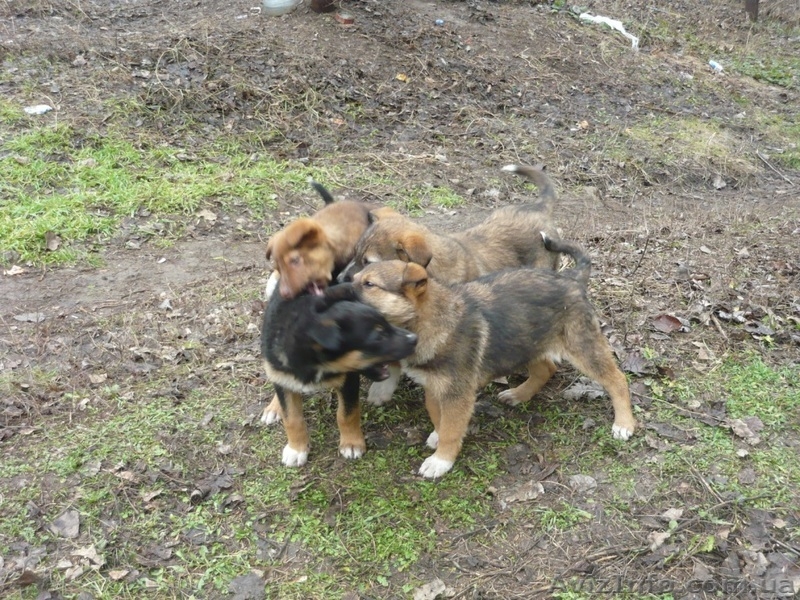 подарю щенков дворняжек - <ro>Изображение</ro><ru>Изображение</ru> #5, <ru>Объявление</ru> #830547