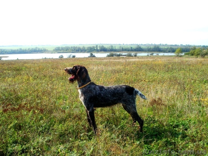 Продаются щенята дратхаар - <ro>Изображение</ro><ru>Изображение</ru> #2, <ru>Объявление</ru> #820386