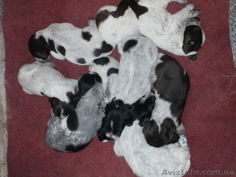 Продаются щенята дратхаар - <ro>Изображение</ro><ru>Изображение</ru> #5, <ru>Объявление</ru> #820386