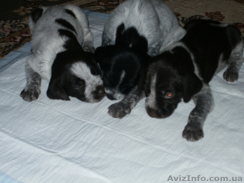 Продаются щенята дратхаар - <ro>Изображение</ro><ru>Изображение</ru> #6, <ru>Объявление</ru> #820386