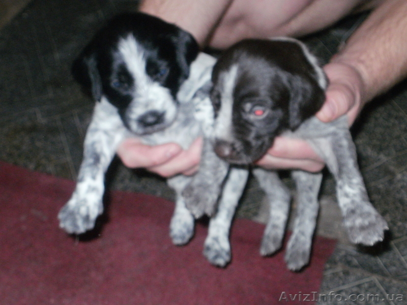 Продаются щенята дратхаар - <ro>Изображение</ro><ru>Изображение</ru> #7, <ru>Объявление</ru> #820386