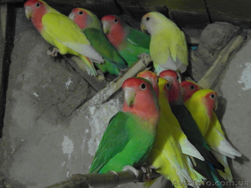 Неразлучники розовощёкие оптом - <ro>Изображение</ro><ru>Изображение</ru> #2, <ru>Объявление</ru> #829918