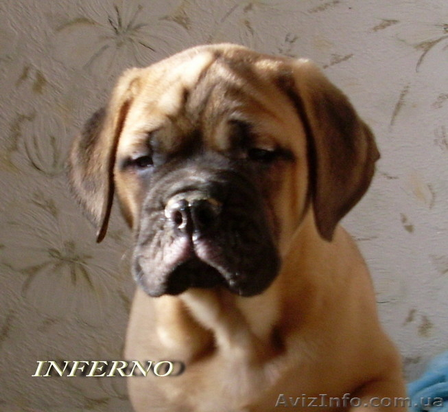 Щенки бульмастифа шоу класса - <ro>Изображение</ro><ru>Изображение</ru> #1, <ru>Объявление</ru> #835318