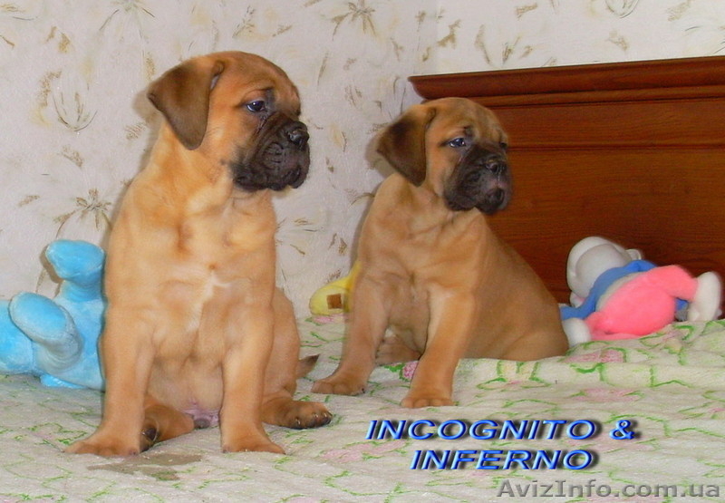 Щенки бульмастифа шоу класса - <ro>Изображение</ro><ru>Изображение</ru> #2, <ru>Объявление</ru> #835318