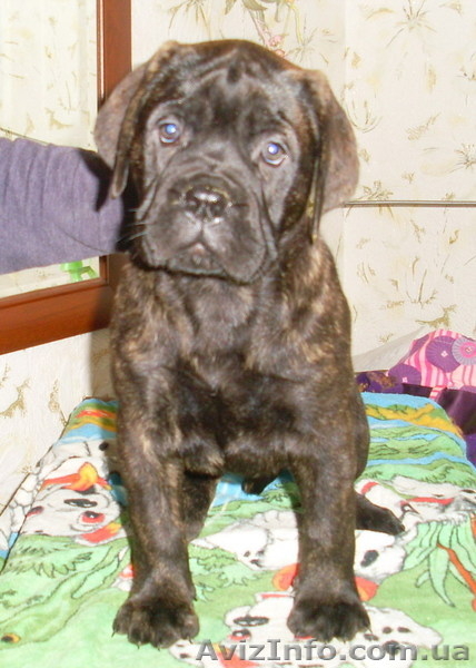 Щенки бульмастифа шоу класса - <ro>Изображение</ro><ru>Изображение</ru> #4, <ru>Объявление</ru> #835318