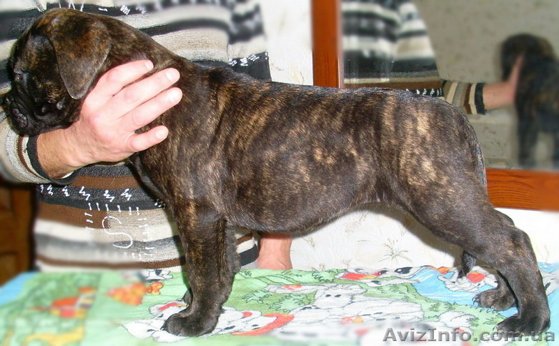 Щенки бульмастифа шоу класса - <ro>Изображение</ro><ru>Изображение</ru> #3, <ru>Объявление</ru> #835318