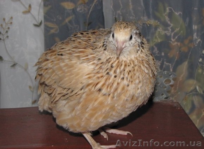 Продам маньчжурских перепелов. - <ro>Изображение</ro><ru>Изображение</ru> #2, <ru>Объявление</ru> #867296