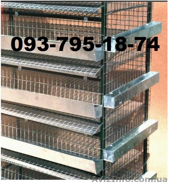 Продам маньчжурских перепелов. - <ro>Изображение</ro><ru>Изображение</ru> #7, <ru>Объявление</ru> #867296