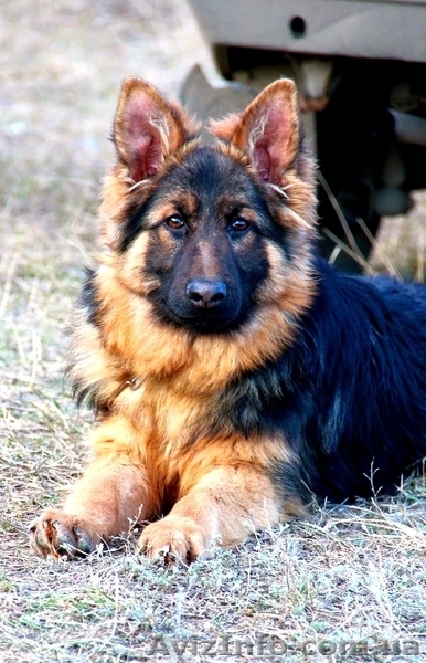 шикарный длинношерстный немец - <ro>Изображение</ro><ru>Изображение</ru> #1, <ru>Объявление</ru> #861407