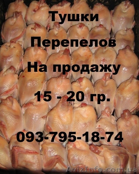 Продам маньчжурских перепелов. - <ro>Изображение</ro><ru>Изображение</ru> #4, <ru>Объявление</ru> #867296