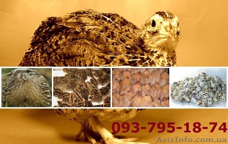 Продам маньчжурских перепелов. - <ro>Изображение</ro><ru>Изображение</ru> #1, <ru>Объявление</ru> #867296