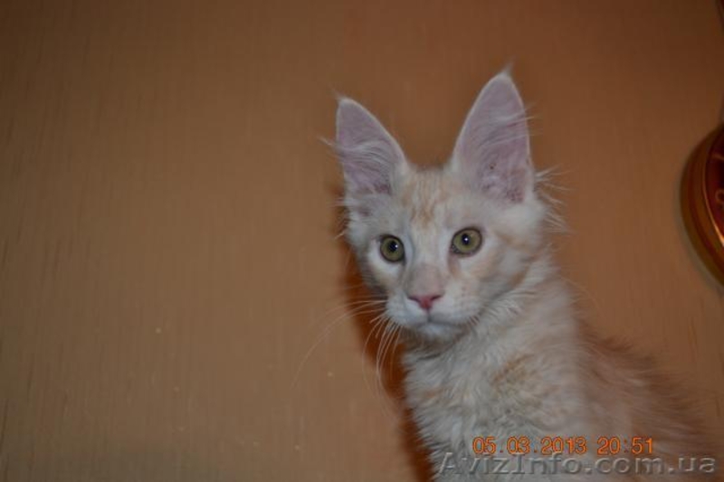 Котята мейн кун из питомника.Супер  большие котята мальчики - <ro>Изображение</ro><ru>Изображение</ru> #1, <ru>Объявление</ru> #861524