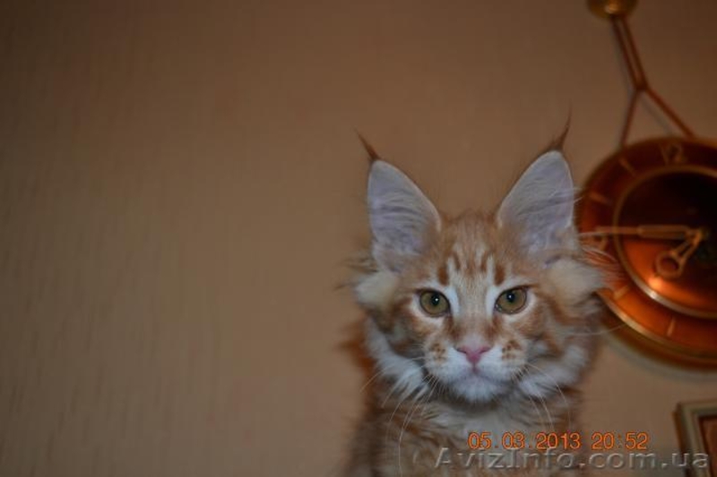 Котята мейн кун из питомника.Супер  большие котята мальчики - <ro>Изображение</ro><ru>Изображение</ru> #2, <ru>Объявление</ru> #861524