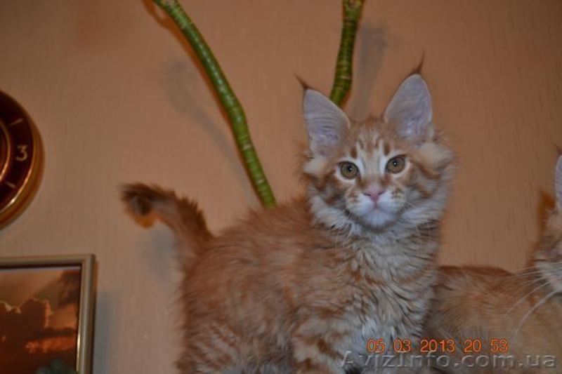 Котята мейн кун из питомника.Супер  большие котята мальчики - <ro>Изображение</ro><ru>Изображение</ru> #3, <ru>Объявление</ru> #861524