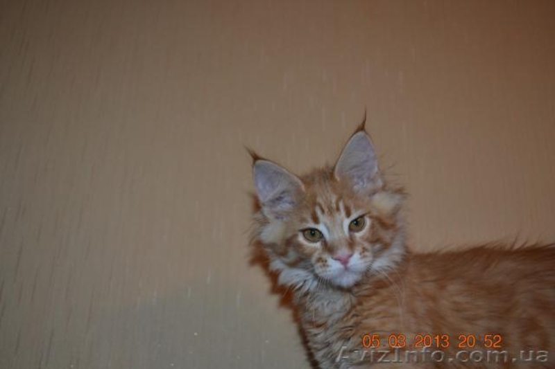 Котята мейн кун из питомника.Супер  большие котята мальчики - <ro>Изображение</ro><ru>Изображение</ru> #4, <ru>Объявление</ru> #861524