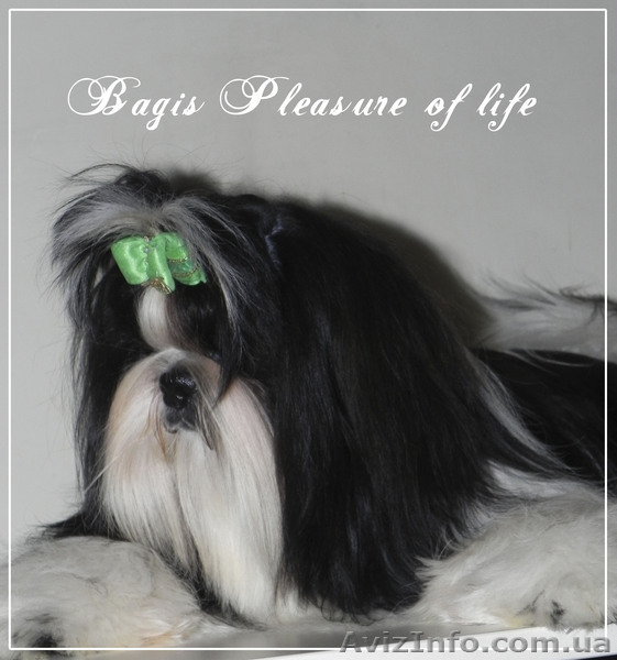 кобель ши тцу шоуперспектива - <ro>Изображение</ro><ru>Изображение</ru> #1, <ru>Объявление</ru> #865865