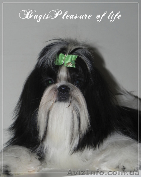 кобель ши тцу шоуперспектива - <ro>Изображение</ro><ru>Изображение</ru> #2, <ru>Объявление</ru> #865865