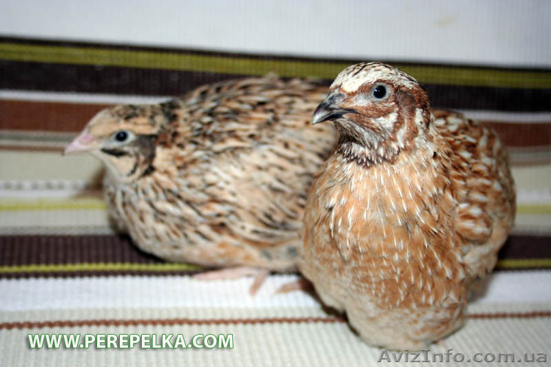 Продам маньчжурских перепелов. - <ro>Изображение</ro><ru>Изображение</ru> #3, <ru>Объявление</ru> #867296