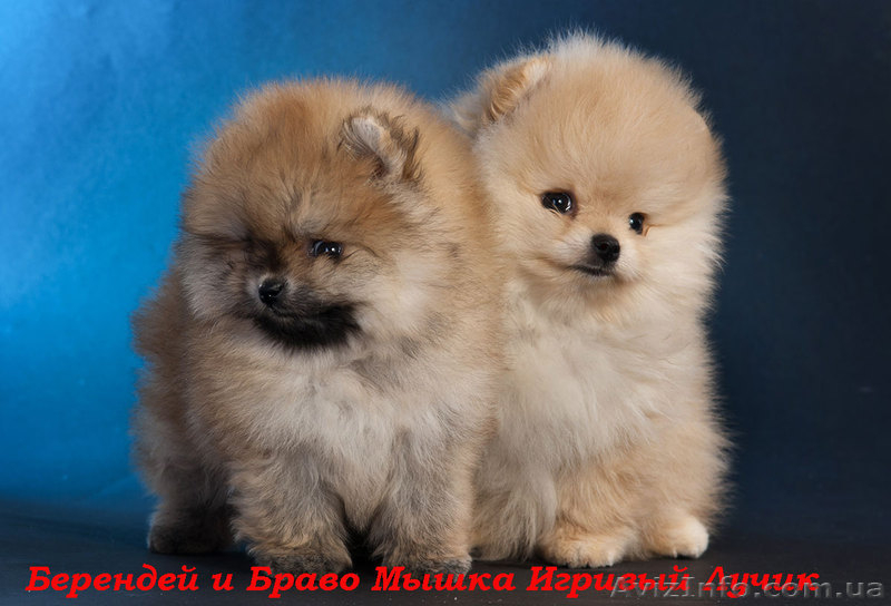 Померанский шпиц КСУ-FCI - <ro>Изображение</ro><ru>Изображение</ru> #2, <ru>Объявление</ru> #829116