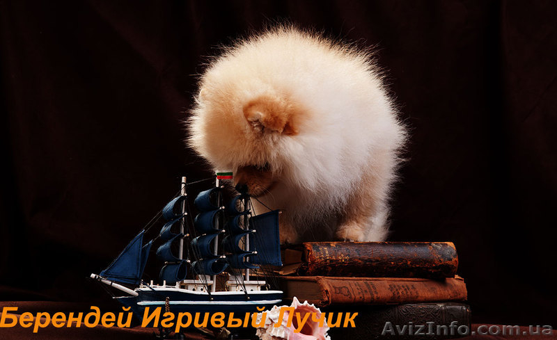 Померанский шпиц КСУ-FCI - <ro>Изображение</ro><ru>Изображение</ru> #4, <ru>Объявление</ru> #829116