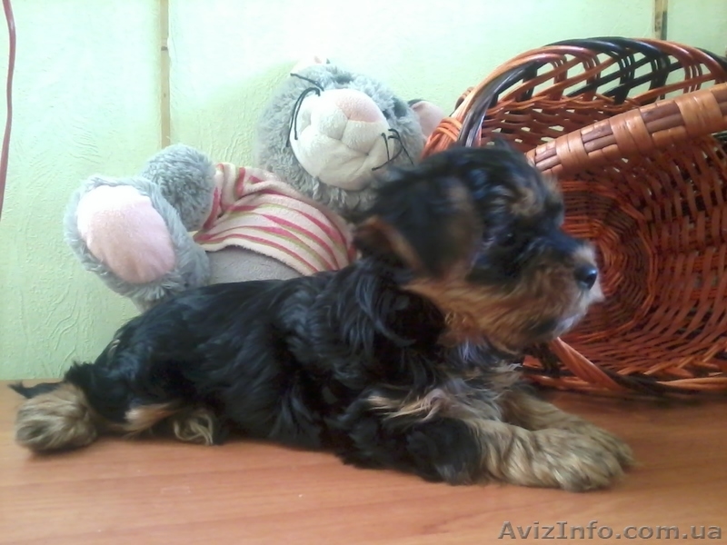 ЙОРКИ мальчики и девочки - <ro>Изображение</ro><ru>Изображение</ru> #1, <ru>Объявление</ru> #878624