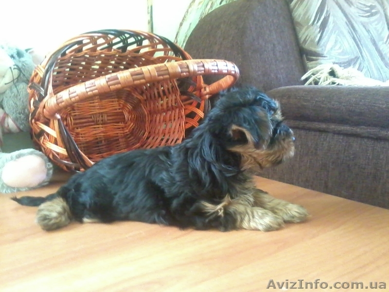 ЙОРКИ мальчики и девочки - <ro>Изображение</ro><ru>Изображение</ru> #2, <ru>Объявление</ru> #878624