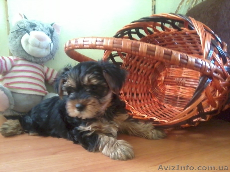 ЙОРКИ мальчики и девочки - <ro>Изображение</ro><ru>Изображение</ru> #3, <ru>Объявление</ru> #878624