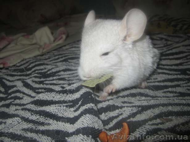 Продам ручных шиншиллят - <ro>Изображение</ro><ru>Изображение</ru> #1, <ru>Объявление</ru> #888442