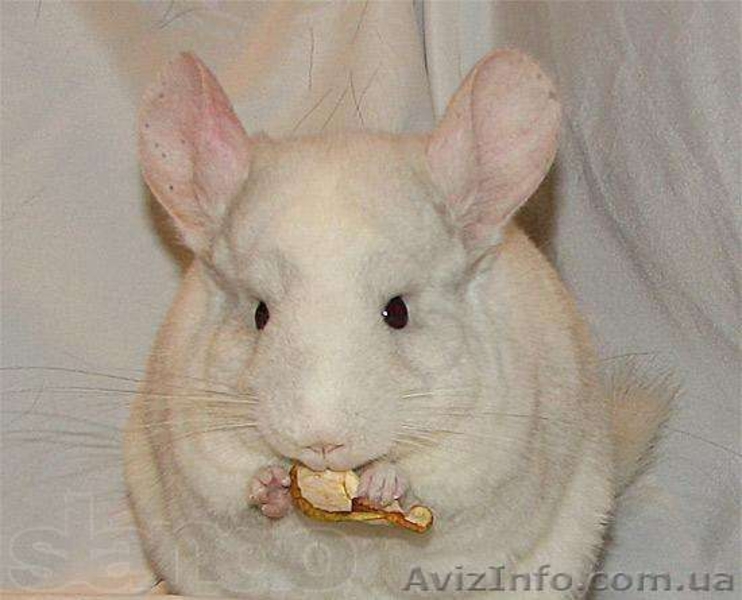 Продам ручных шиншиллят - <ro>Изображение</ro><ru>Изображение</ru> #5, <ru>Объявление</ru> #888442