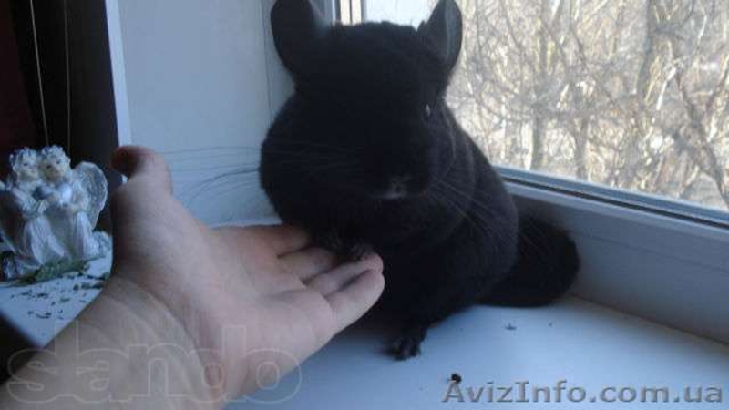 Продам ручных шиншиллят - <ro>Изображение</ro><ru>Изображение</ru> #7, <ru>Объявление</ru> #888442