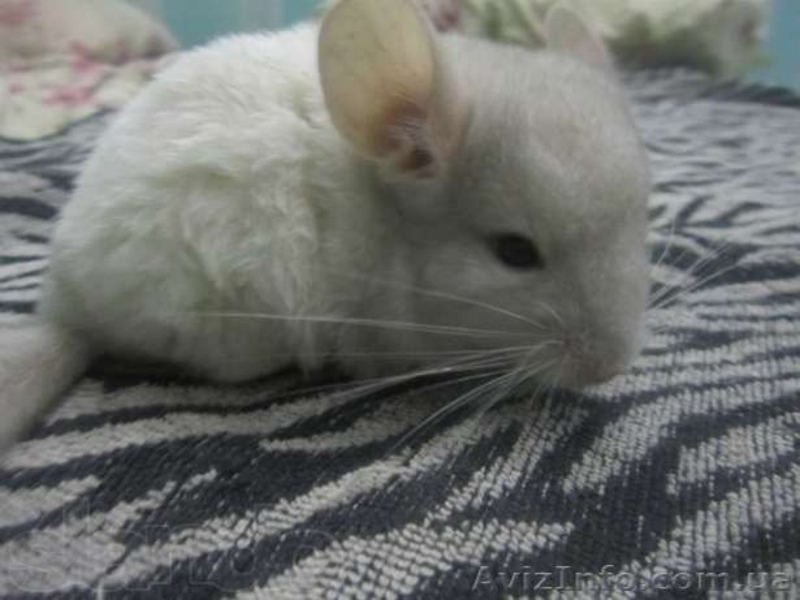 Продам ручных шиншиллят - <ro>Изображение</ro><ru>Изображение</ru> #2, <ru>Объявление</ru> #888442