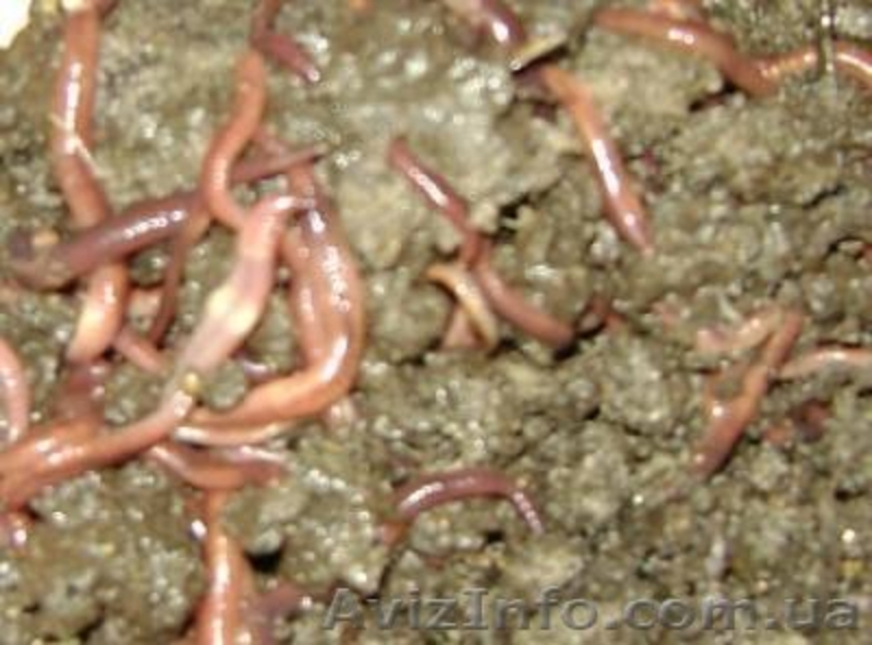 Биоудобрения.Экочудо. - <ro>Изображение</ro><ru>Изображение</ru> #2, <ru>Объявление</ru> #876445