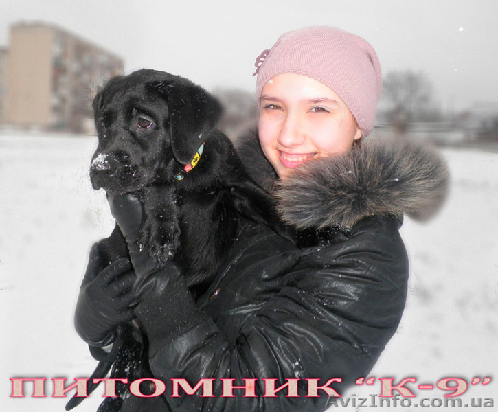 Щенки лабрадора ретривера от Чемпиона - <ro>Изображение</ro><ru>Изображение</ru> #1, <ru>Объявление</ru> #877486