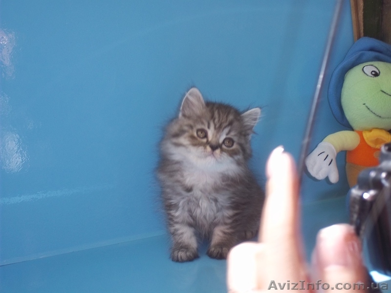 шотландские котята от элитных производителей - <ro>Изображение</ro><ru>Изображение</ru> #1, <ru>Объявление</ru> #901183