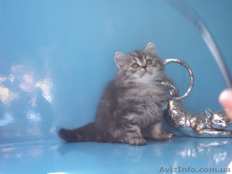 шотландские котята от элитных производителей - <ro>Изображение</ro><ru>Изображение</ru> #3, <ru>Объявление</ru> #901183