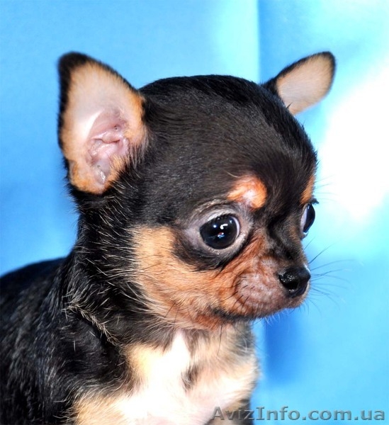 Красивые малыши чихуа, недорого  - <ro>Изображение</ro><ru>Изображение</ru> #2, <ru>Объявление</ru> #894128
