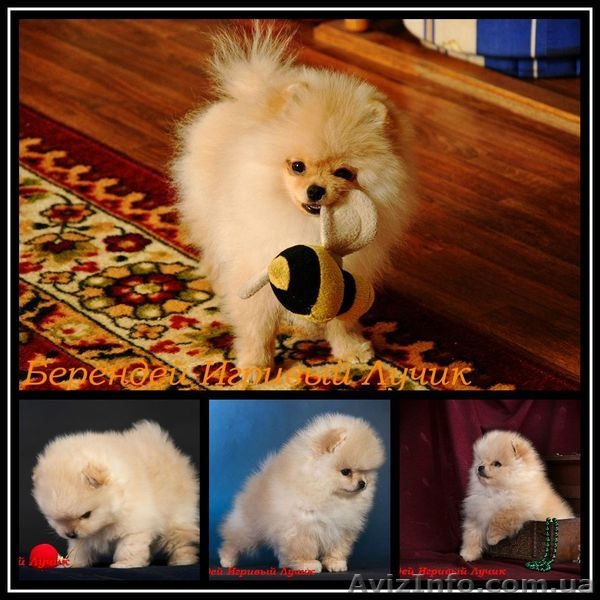 Померанский шпиц КСУ-FCI - <ro>Изображение</ro><ru>Изображение</ru> #5, <ru>Объявление</ru> #829116