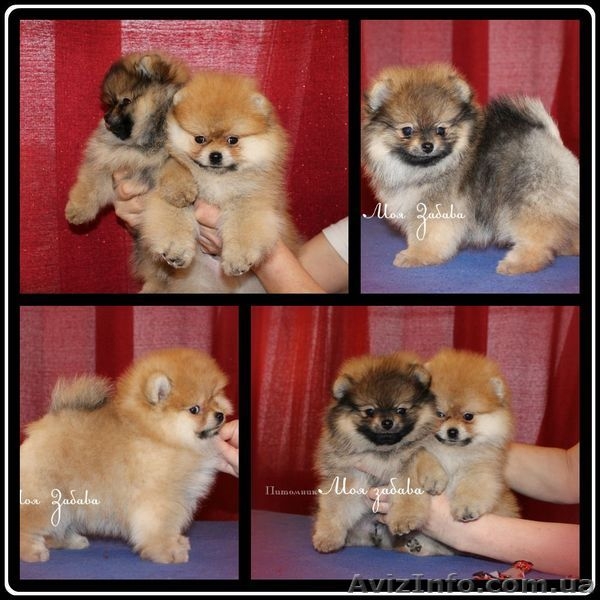 Померанский шпиц КСУ-FCI - <ro>Изображение</ro><ru>Изображение</ru> #8, <ru>Объявление</ru> #829116