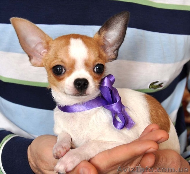 Красивые малыши чихуа, недорого  - <ro>Изображение</ro><ru>Изображение</ru> #1, <ru>Объявление</ru> #894128