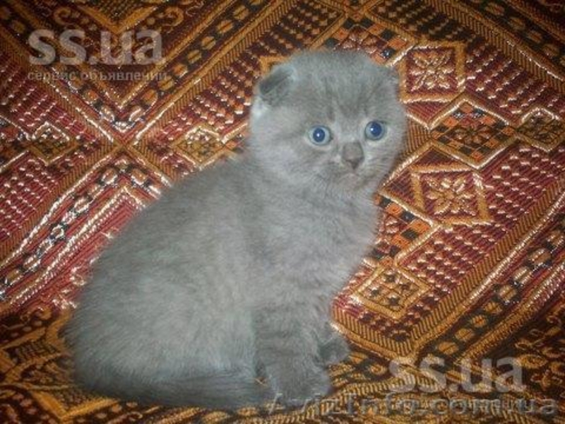 Продам шотландских вислоухих котят-очаровашек - <ro>Изображение</ro><ru>Изображение</ru> #2, <ru>Объявление</ru> #897192
