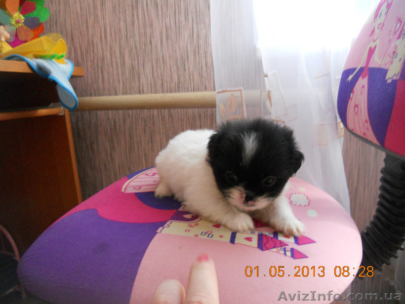 продаю пикенесов - <ro>Изображение</ro><ru>Изображение</ru> #4, <ru>Объявление</ru> #896615