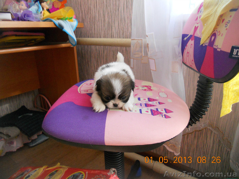 продаю пикенесов - <ro>Изображение</ro><ru>Изображение</ru> #3, <ru>Объявление</ru> #896615