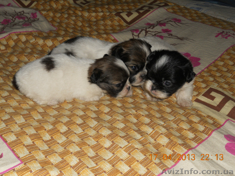 продаю пикенесов - <ro>Изображение</ro><ru>Изображение</ru> #1, <ru>Объявление</ru> #896615