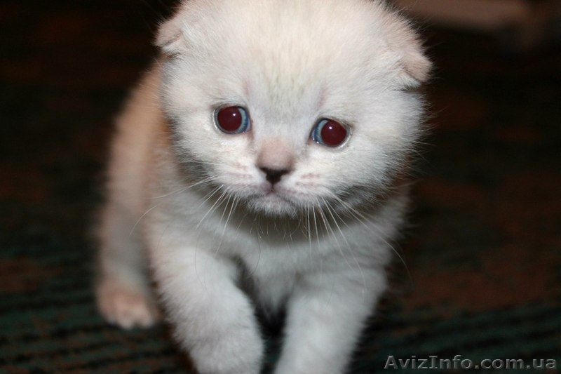 Продается кошечка породы скоттиш-фолд. - <ro>Изображение</ro><ru>Изображение</ru> #2, <ru>Объявление</ru> #893550